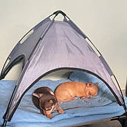 Asko Titeuf participe au concours pour gagner de l'argent avec cette photo : puppies, dogs, sleeping, tent, blanket, indoor, cozy, small_dogs, brown_dog, tan_dog, pet_bed, resting, cute, animal, domestic_animal, furry, sleep, pet, tiny, canine
