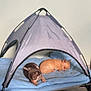 puppies, dogs, sleeping, tent, blanket, indoor, cozy, small_dogs, brown_dog, tan_dog, pet_bed, resting, cute, animal, domestic_animal, furry, sleep, pet, tiny, canine