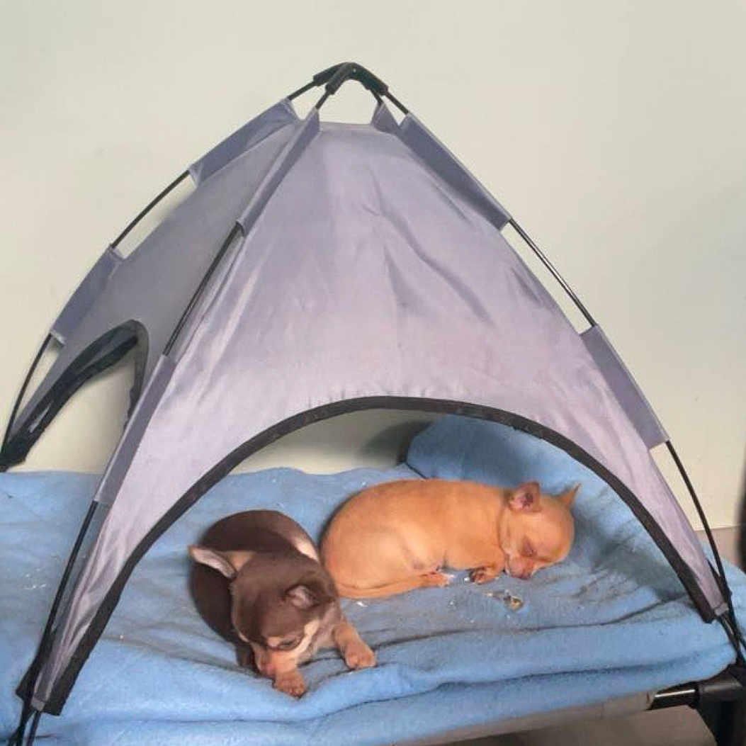 Asko Titeuf participe au concours pour gagner de l'argent avec cette photo : animal, blanket, brown_dog, canine, cozy, cute, dogs, domestic_animal, furry, indoor, pet, pet_bed, puppies, resting, sleep, sleeping, small_dogs, tan_dog, tent, tiny