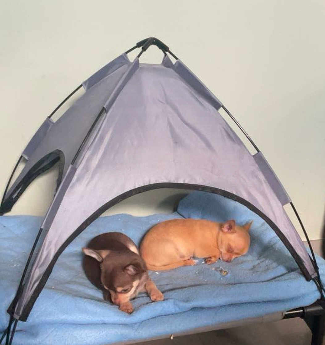Asko Titeuf participe au concours pour gagner de l'argent avec cette photo : puppies, dogs, sleeping, tent, blanket, indoor, cozy, small_dogs, brown_dog, tan_dog, pet_bed, resting, cute, animal, domestic_animal, furry, sleep, pet, tiny, canine