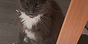 Lucky participe au concours pour gagner de l'argent avec cette photo : cat, gray_cat, white_paws, white_chest, indoor, floor, wooden_floor, bookshelf, books, blanket, slippers, pet, feline, fur, whiskers, animal, home, cozy, sitting, relaxed