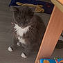 cat, gray_cat, white_paws, white_chest, indoor, floor, wooden_floor, bookshelf, books, blanket, slippers, pet, feline, fur, whiskers, animal, home, cozy, sitting, relaxed