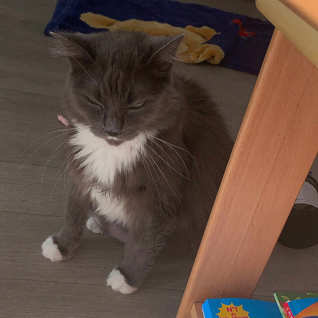 Lucky participe au concours pour gagner de l'argent avec cette photo : animal, blanket, books, bookshelf, cat, cozy, feline, floor, fur, gray_cat, home, indoor, pet, relaxed, sitting, slippers, whiskers, white_chest, white_paws, wooden_floor