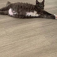 Lucky a rejoint le concours — aidez-le/la à gagner de superbes lots ! cat, gray_cat, white_fur, fluffy, stretched_out, floor, wooden_floor, indoor, pet, animal, wide_eyes, relaxed, fur, domestic_cat, laying_down, whiskers, ears, four_legs, paws, curious