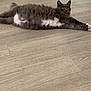 cat, gray_cat, white_fur, fluffy, stretched_out, floor, wooden_floor, indoor, pet, animal, wide_eyes, relaxed, fur, domestic_cat, laying_down, whiskers, ears, four_legs, paws, curious