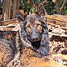 animal, brown, canine, closeup, daylight, dog, ears, eyes, fur, german_shepherd, laying, leaves, nature, nose, outdoor, pet, portrait, relaxing, sunlight, wood
