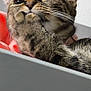 Mia Et Duman participe au concours pour gagner de l'argent avec cette photo : cat, tabby, close_up, paw, curious, indoor, pet, animal, whiskers, fur, face, ears, collar, looking, playful, soft_light, blurred_background, domestic_animal, cute, feline
