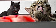 Mia Et Duman a rejoint le concours — aidez-le/la à gagner de superbes lots ! cat, feline, pet, animal, grooming, tongue_out, bed, blanket, fur, indoor, domestic, two_cats, tabby, black_cat, collar, resting, cute, whiskers, ears, eyes
