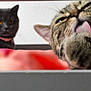 cat, feline, pet, animal, grooming, tongue_out, bed, blanket, fur, indoor, domestic, two_cats, tabby, black_cat, collar, resting, cute, whiskers, ears, eyes