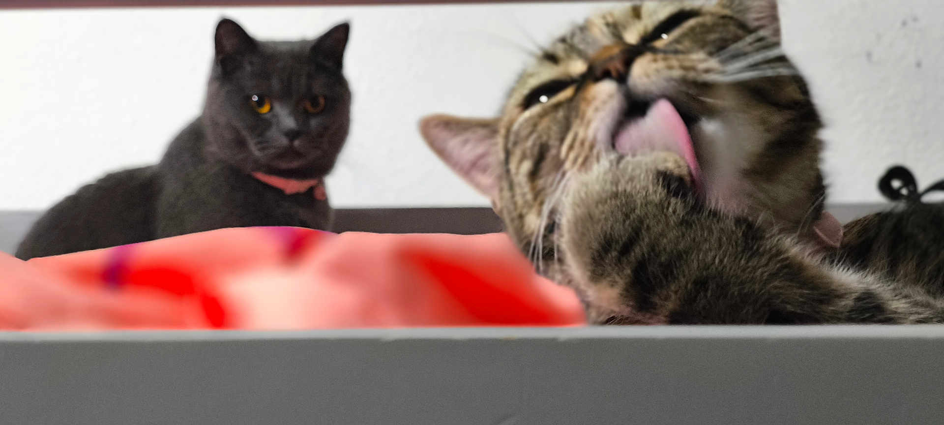 Mia Et Duman a rejoint le concours — aidez-le/la à gagner de superbes lots ! cat, feline, pet, animal, grooming, tongue_out, bed, blanket, fur, indoor, domestic, two_cats, tabby, black_cat, collar, resting, cute, whiskers, ears, eyes
