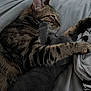 cat, tabby_cat, gray_cat, pets, snuggling, bed, blanket, cozy, fur, whiskers, paws, close_up, indoor, relaxed, sleepy, animal, companion, cute, adorable, feline