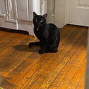 Pluto joined the competition — help win amazing prizes! animal, appliance, black_cat, cat, collar, curious, domestic, door, feline, floor, household, indoor, light, looking, pet, quiet, room, shadow, sitting, wooden_floor