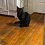 animal, appliance, black_cat, cat, collar, curious, domestic, door, feline, floor, household, indoor, light, looking, pet, quiet, room, shadow, sitting, wooden_floor