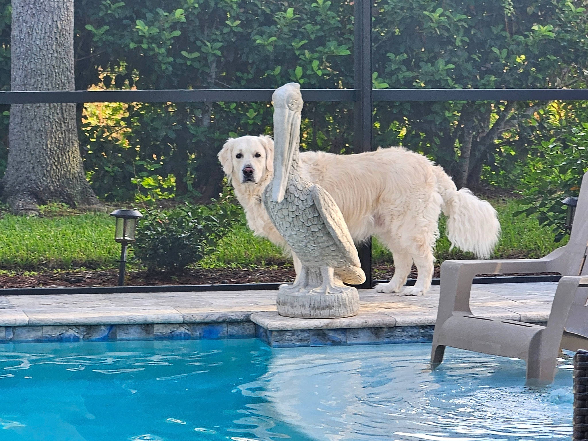 Tucker is registered to the contest to win money with this photo: canidae, carnivore, companion_dog, dog, dog_breed, fence, grass, leisure, mammal, outdoor_furniture, plant, polar_bear, recreation, sporting_group, swimming_pool, terrestrial_animal, tree, vertebrate, water, working_animal