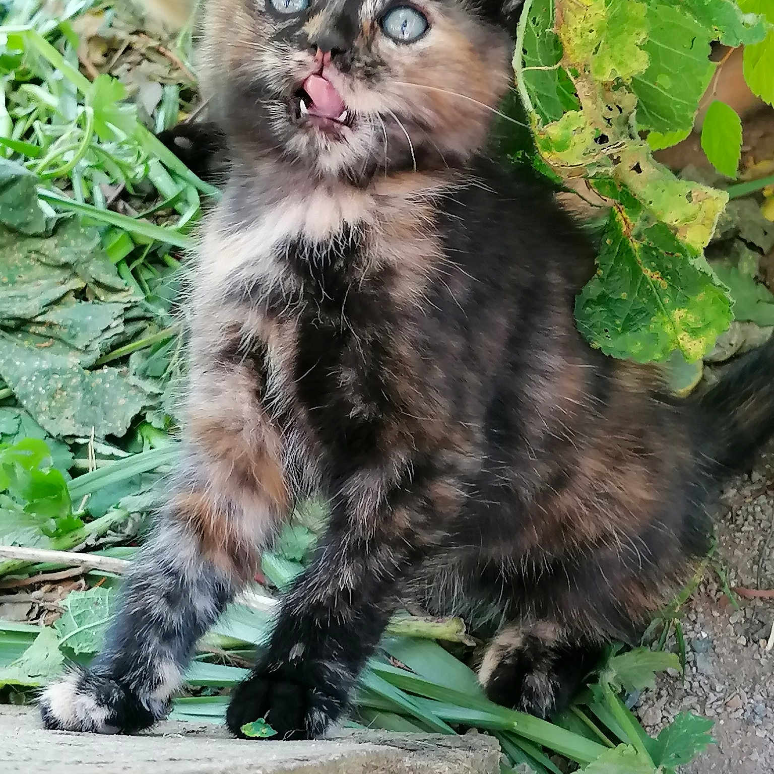 Minie
