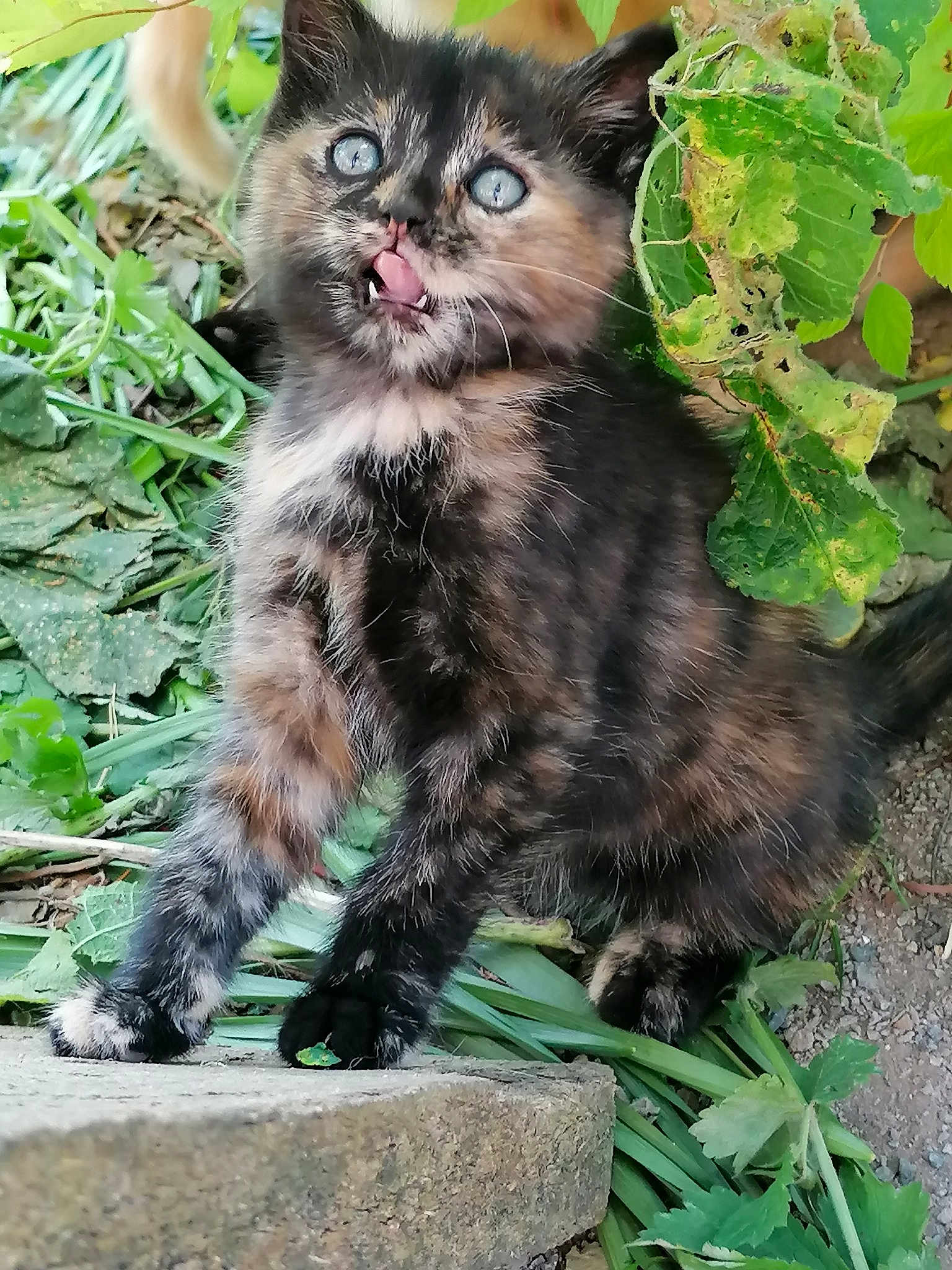 Minie
