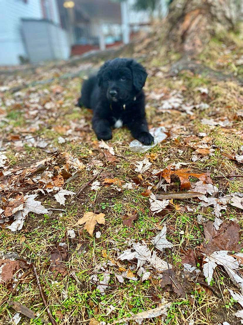 Chopper is registered to the contest to win money with this photo: canidae, carnivore, companion_dog, dog, dog_breed, fawn, fur, grass, groundcover, natural_landscape, plant, shrub, snout, soil, sporting_group, tail, terrestrial_animal, wildlife, wood, working_animal