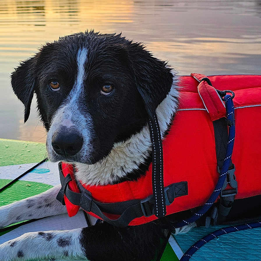 Ande joined the competition — help win amazing prizes! adventure, animal, black_and_white, calm, closeup, dog, lake, leisure, life_jacket, nature, outdoor, paddleboard, pet, reflection, rope, summer, sunset, trees, water, wet