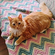 Sierra Rose is registered to the contest to win money with this photo: cat, orange_cat, fluffy, pet, indoor, blanket, crochet, zigzag_pattern, furniture, cozy, relaxed, looking_at_camera, animal, cute, whiskers, tail, ears, floor, home, comfort