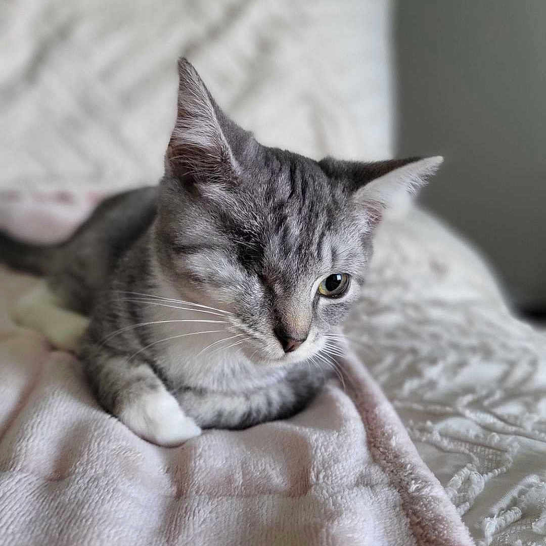 George is registered to the contest to win money with this photo: abyssinian, animal, blanket, cat, furniture, kitten, pet, quilt