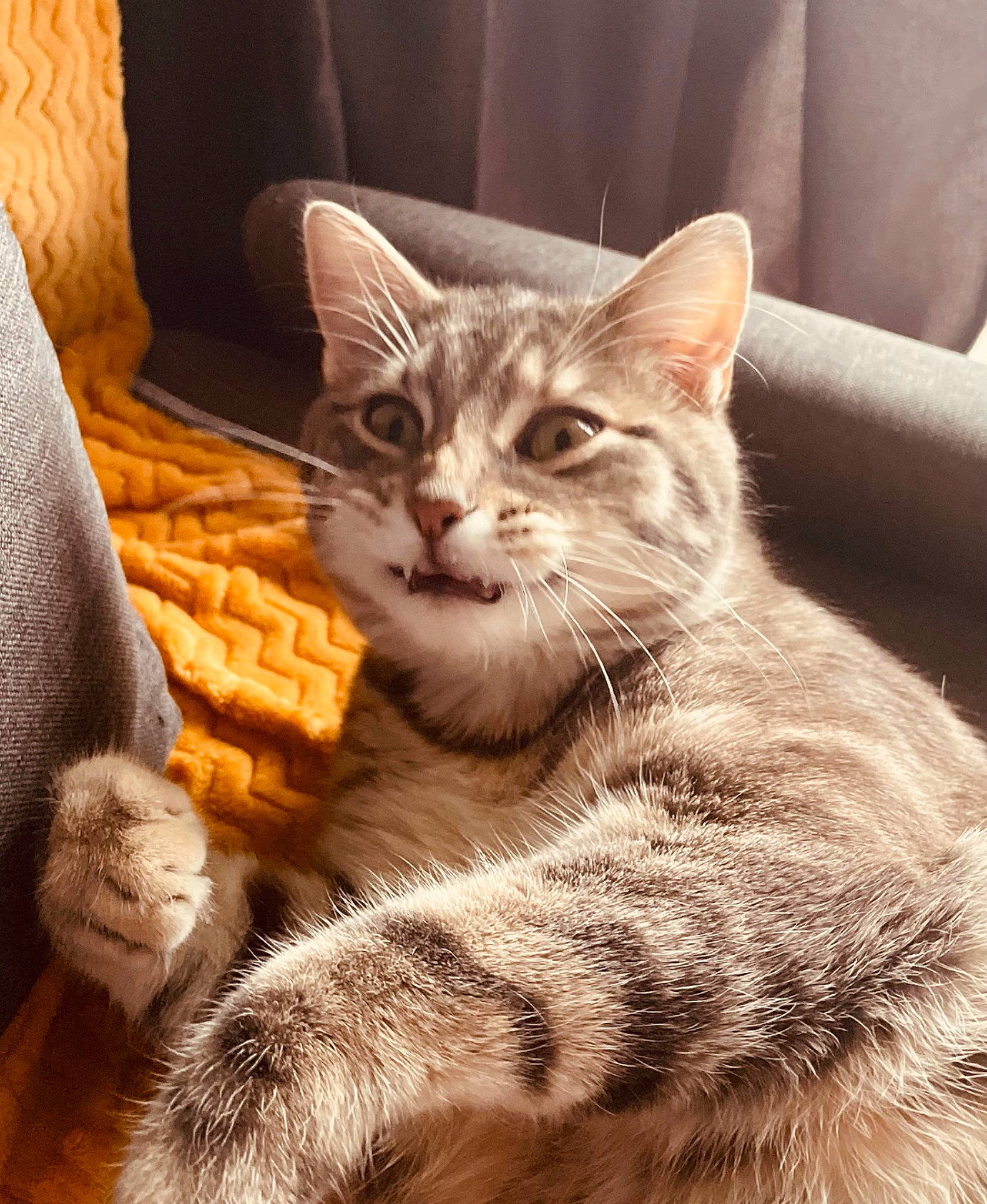 Tommy a rejoint le concours — aidez-le/la à gagner de superbes lots ! carnivore, cat, cat_supply, claw, comfort, couch, domestic_short_haired_cat, felidae, fur, paw, sitting, small_to_medium_sized_cats, snout, tail, terrestrial_animal, tree, whiskers, wildlife, window