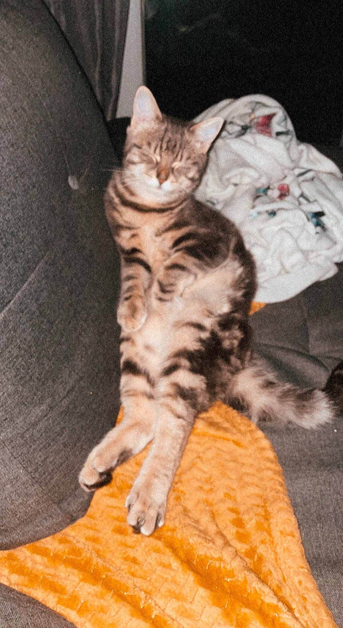 Tommy a rejoint le concours — aidez-le/la à gagner de superbes lots ! carnivore, cat, claw, comfort, domestic_short_haired_cat, fawn, felidae, foot, fur, paw, sitting, small_to_medium_sized_cats, snout, tail, terrestrial_animal, whiskers, wood