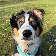 Abby participe au concours pour gagner de l'argent avec cette photo : dog, puppy, tricolor, close_up, portrait, outdoors, grass, harness, dog_tag, nose, eyes, ears, fur, looking_up, park, sunlight, shallow_depth_of_field, pet, playful, attention