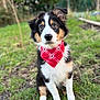 Abby participe au concours pour gagner de l'argent avec cette photo : dog, puppy, bandana, red_bandana, tricolor, grass, outdoor, garden, portrait, bokeh, fur, ears, eyes, nose, sitting, front_paws, cute, pet, young_dog, closeup