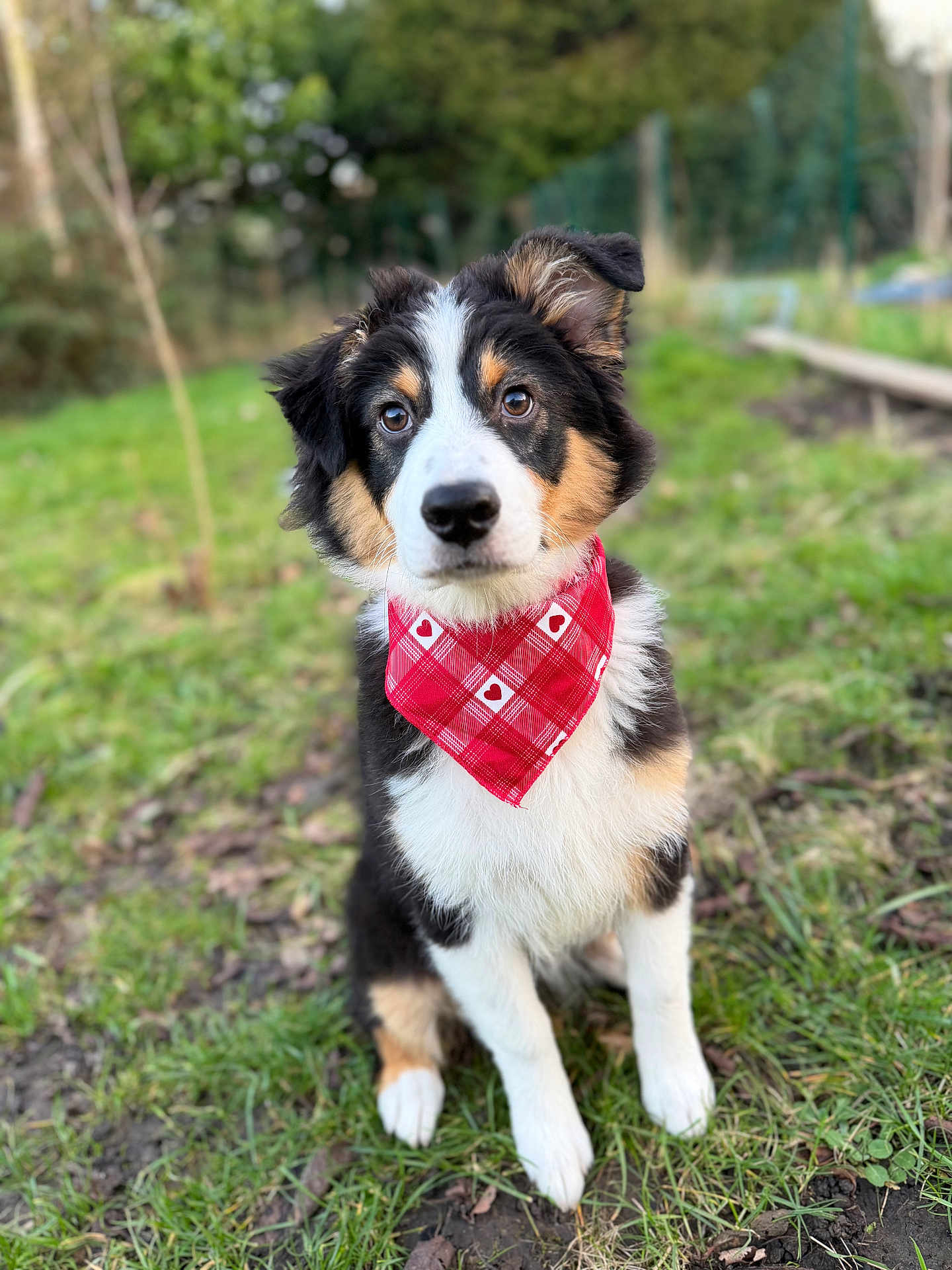 Abby participe au concours pour gagner de l'argent avec cette photo : dog, puppy, bandana, red_bandana, tricolor, grass, outdoor, garden, portrait, bokeh, fur, ears, eyes, nose, sitting, front_paws, cute, pet, young_dog, closeup