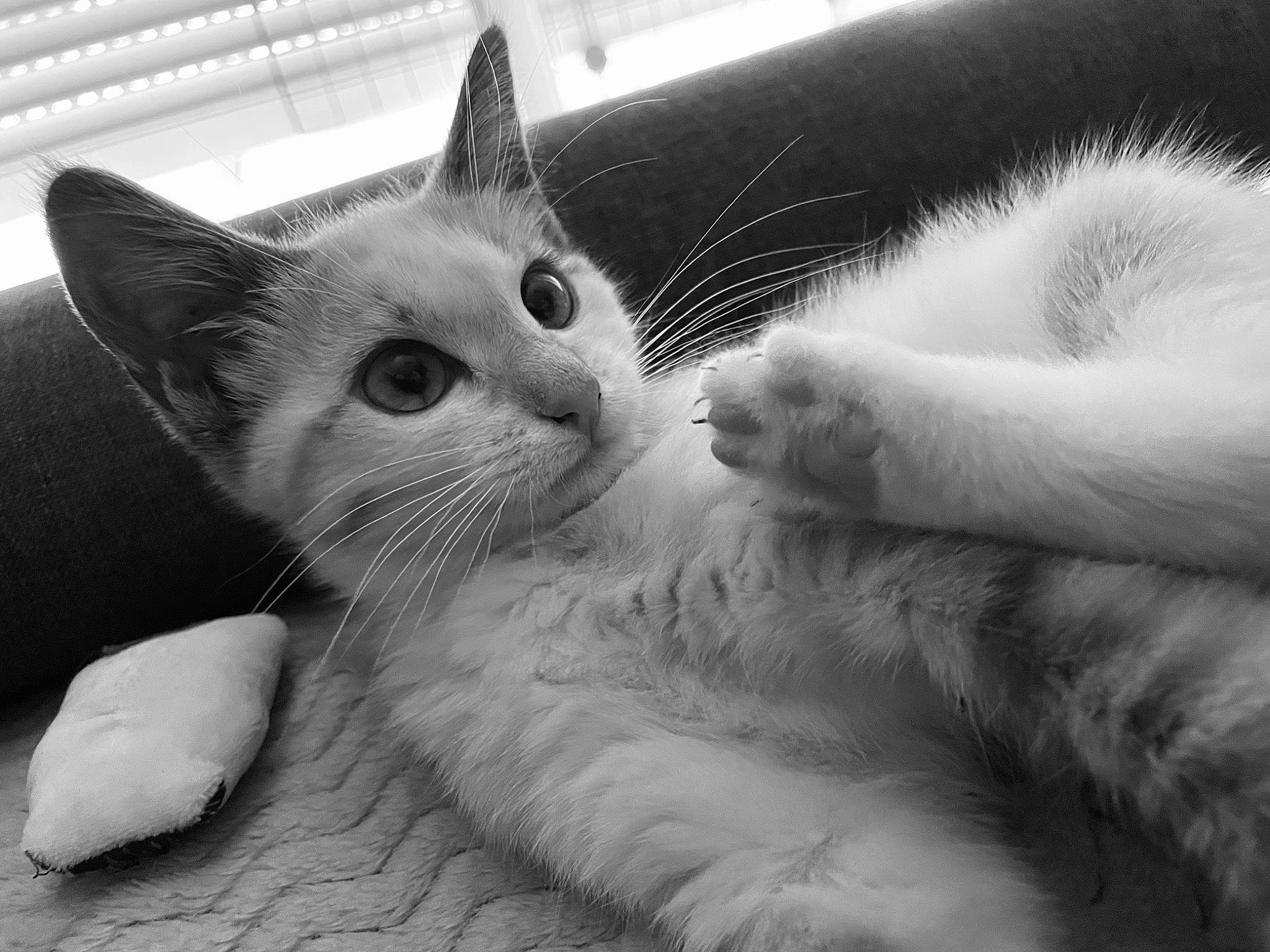 Uguette a rejoint le concours — aidez-le/la à gagner de superbes lots ! black_and_white, carnivore, cat, close_up, comfort, domestic_short_haired_cat, ear, eye, felidae, head, mammal, monochrome, monochrome_photography, small_to_medium_sized_cats, snout, style, tail, vertebrate, whiskers, white