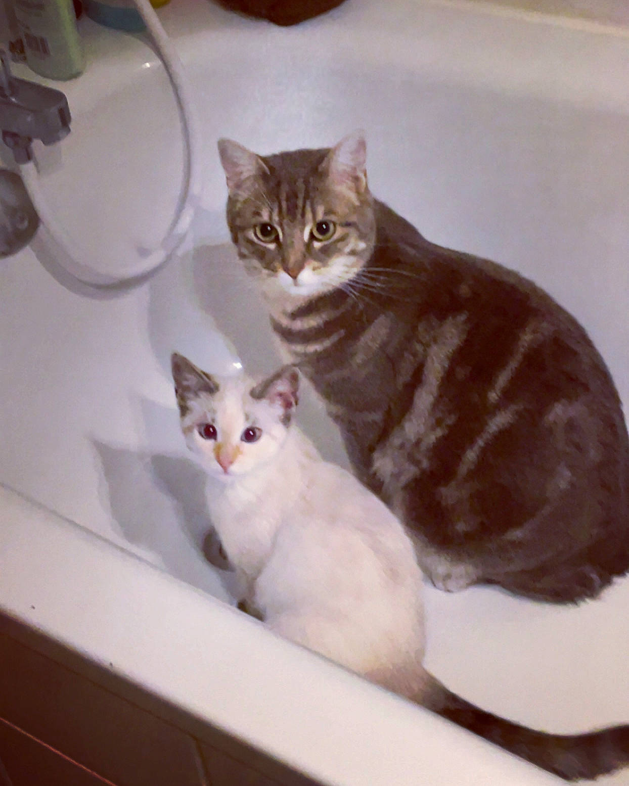 Uguette participe au concours pour gagner de l'argent avec cette photo : carnivore, cat, cat_supply, coffee_cup, comfort, domestic_short_haired_cat, eye, fawn, felidae, fur, head, paw, pet_supply, serveware, sitting, small_to_medium_sized_cats, snout, tail, whiskers, wood