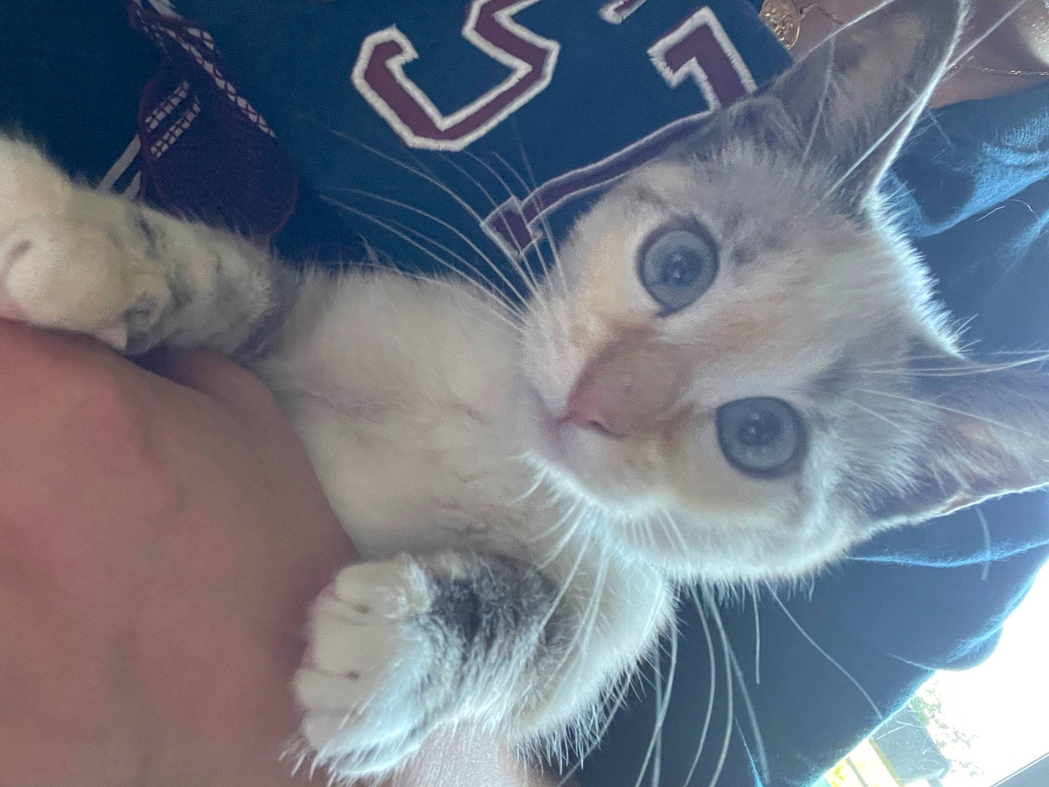 Uguette a rejoint le concours — aidez-le/la à gagner de superbes lots ! carnivore, cat, claw, domestic_short_haired_cat, drinking, ear, electric_blue, eyelash, fawn, felidae, fur, paw, plant, small_to_medium_sized_cats, snout, tail, whiskers