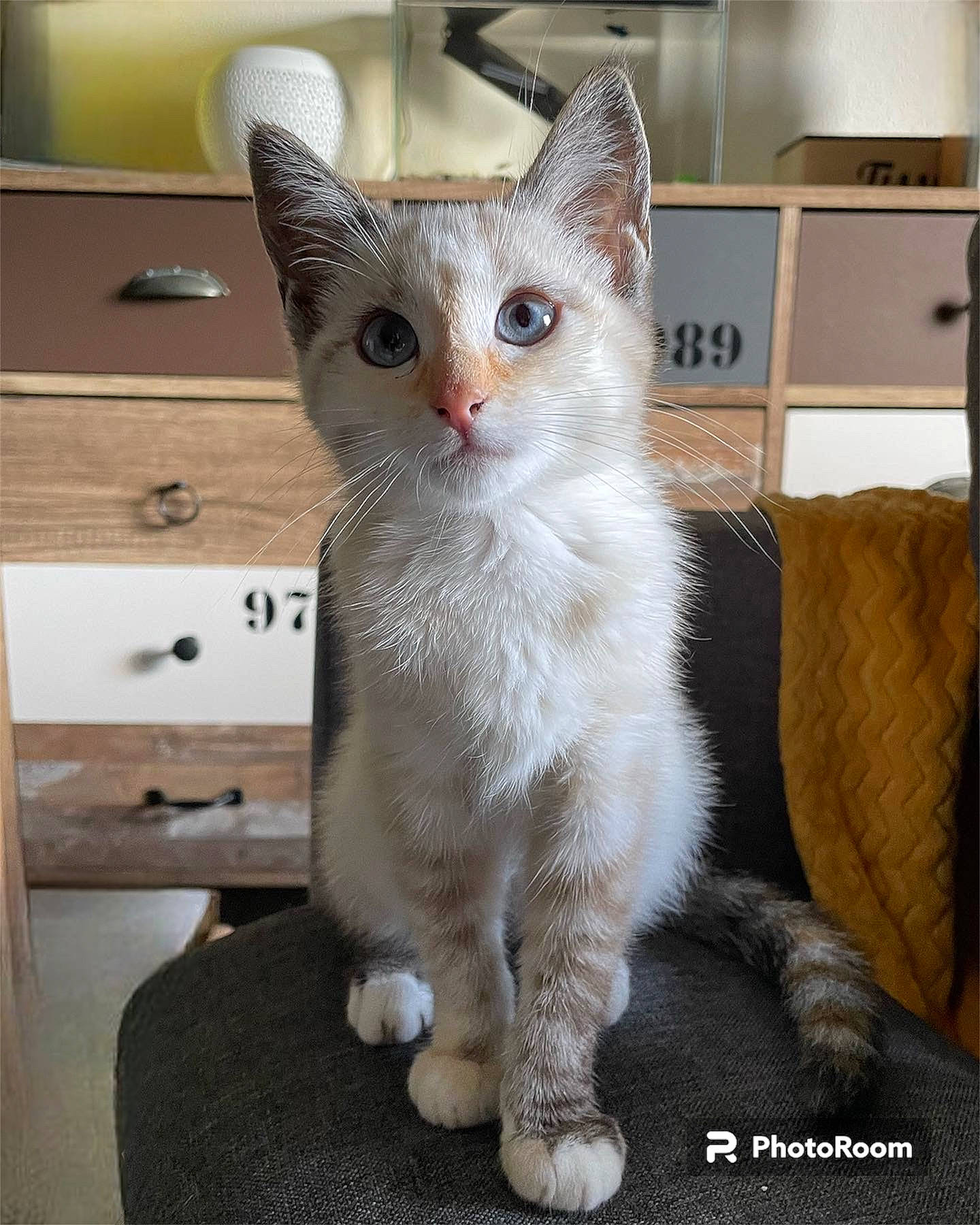 Uguette participe au concours pour gagner de l'argent avec cette photo : box, carnivore, cat, cat_furniture, cat_supply, claw, domestic_short_haired_cat, drawer, fawn, felidae, fur, hardwood, paw, pet_supply, shelf, small_to_medium_sized_cats, snout, tail, whiskers