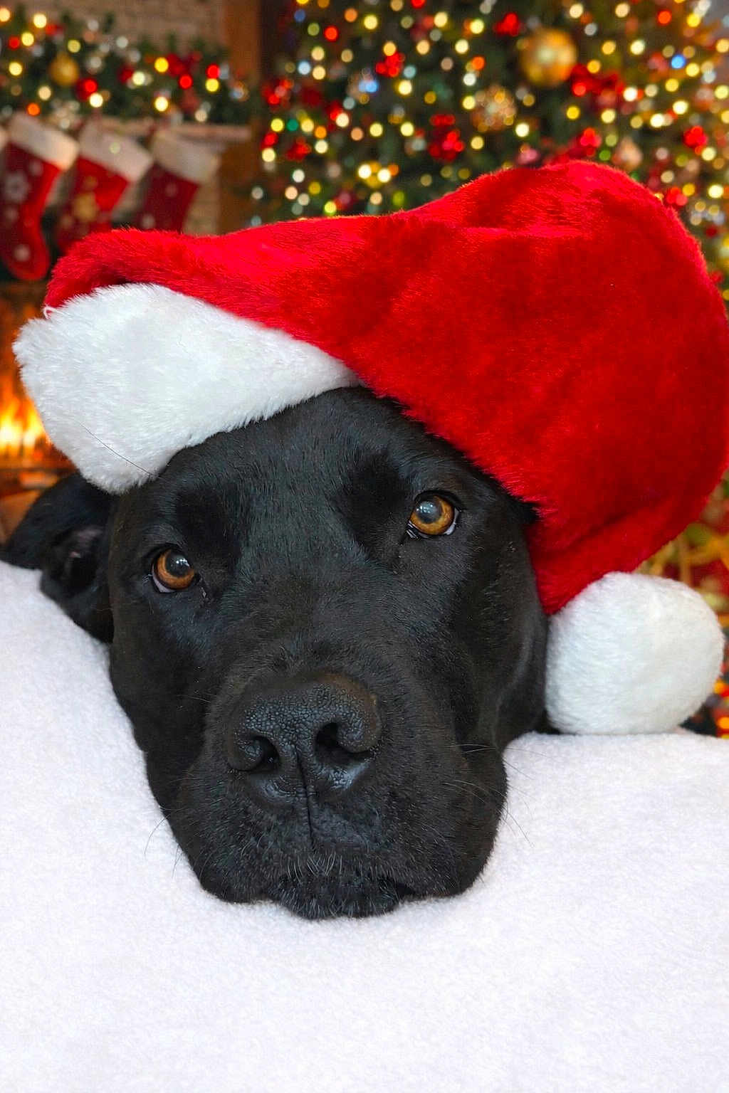 Ellie joined the competition — help win amazing prizes! dog, black_dog, santa_hat, christmas, holiday, festive, stockings, fireplace, lights, bokeh, cozy, pet, animal, portrait, cute, resting, indoors, warm, decorations, celebration