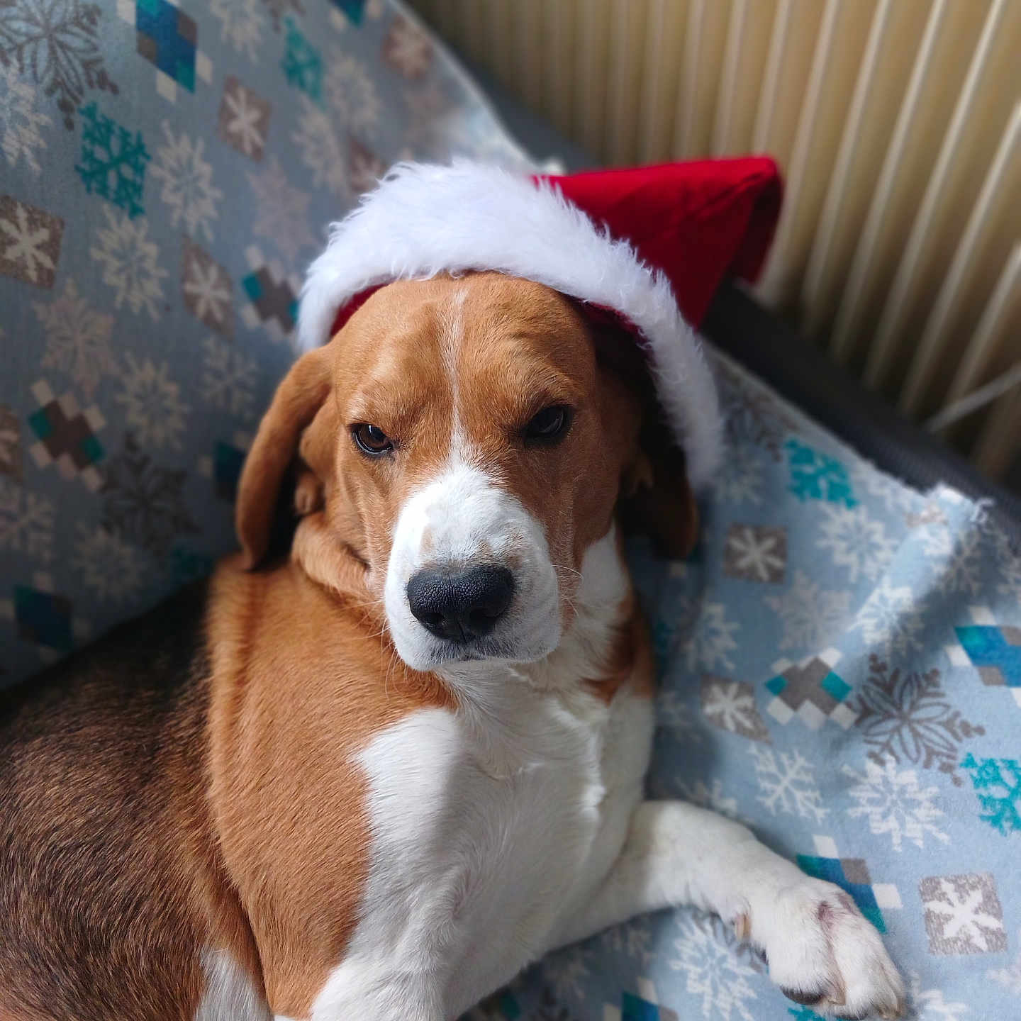 Ruby a rejoint le concours — aidez-le/la à gagner de superbes lots ! animal, blanket, brown_and_white, canine, christmas, cozy, cute, dog, ears, face, fur, holiday, indoors, paw, pet, portrait, relaxed, resting, santa_hat, snowflake_pattern