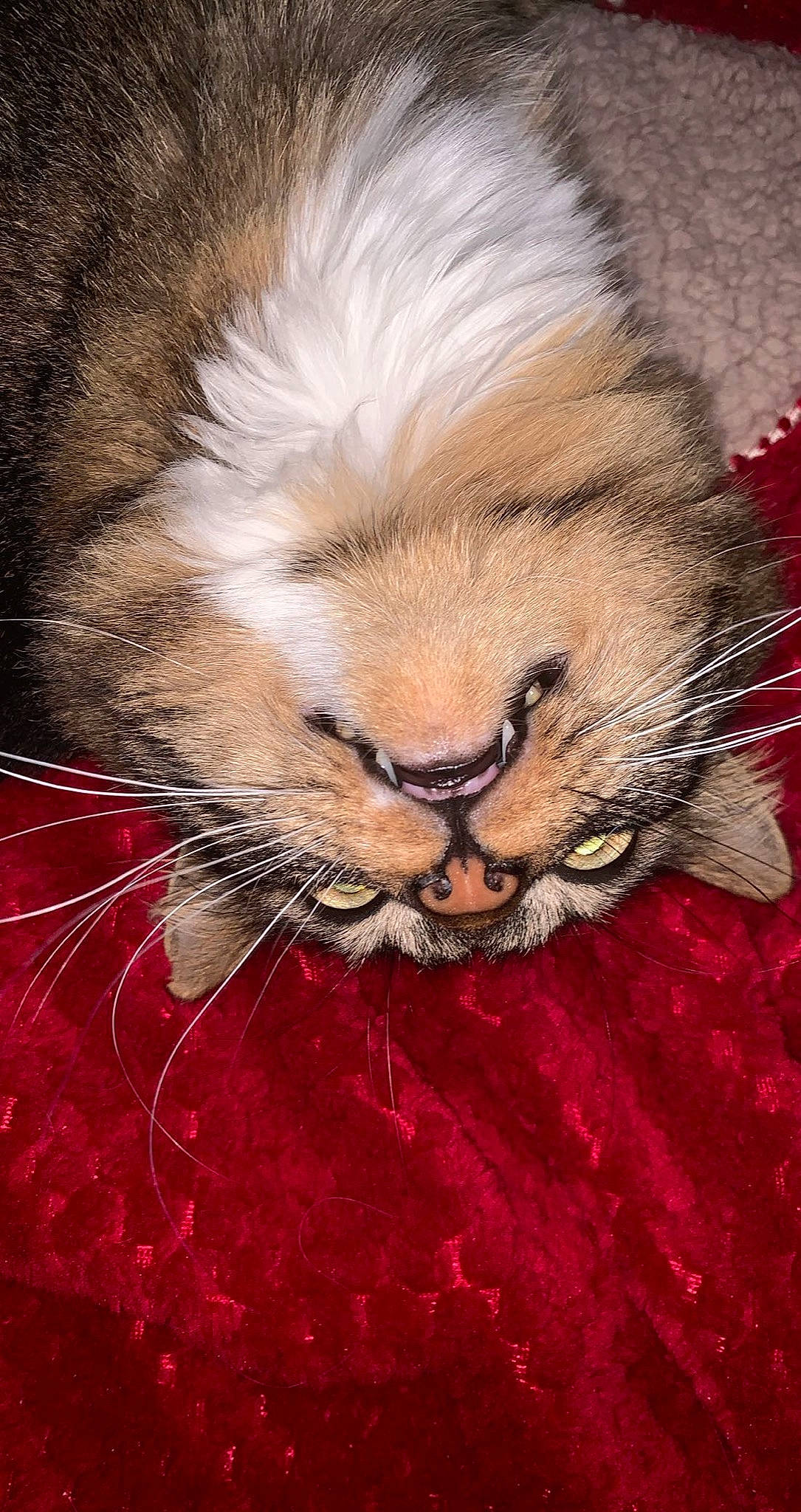 Oggy a rejoint le concours — aidez-le/la à gagner de superbes lots ! british_semi_longhair, carnivore, cat, domestic_long_haired_cat, felidae, fur, maine_coon, natural_material, small_to_medium_sized_cats, snout, terrestrial_animal, vertebrate, whiskers