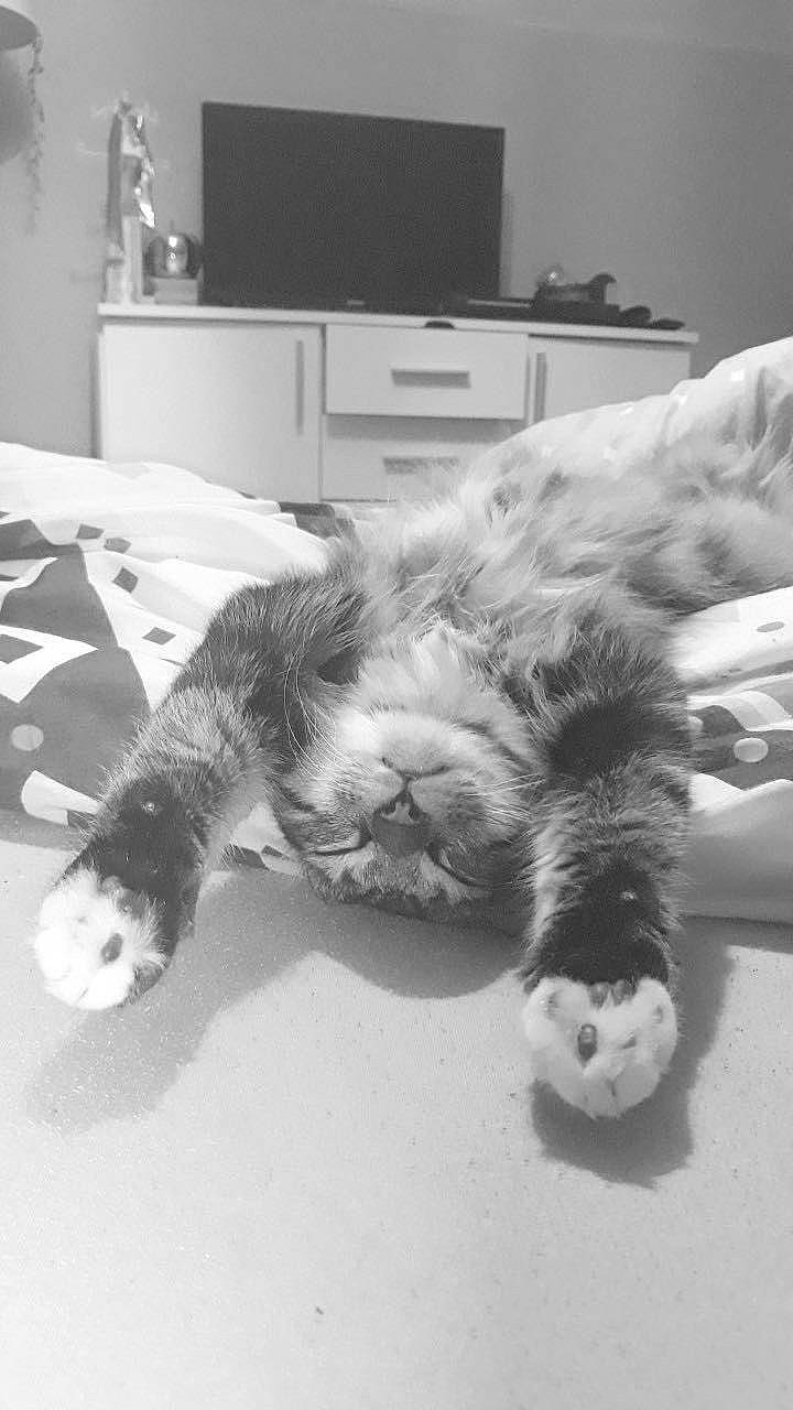 Oggy a rejoint le concours — aidez-le/la à gagner de superbes lots ! cabinetry, carnivore, cat, chest_of_drawers, claw, cupboard, drawer, felidae, fur, home, nap, paw, room, sleep, small_to_medium_sized_cats, snout, television, terrestrial_animal, vertebrate, whiskers