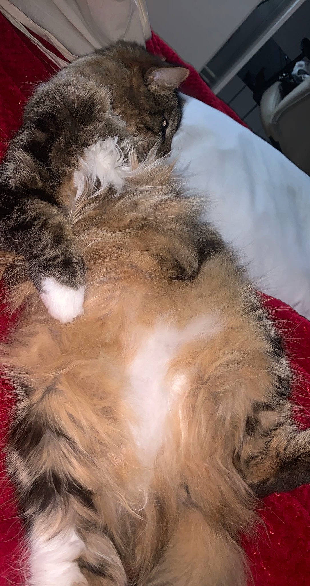 Oggy a rejoint le concours — aidez-le/la à gagner de superbes lots ! carnivore, cat, fawn, felidae, fur, linens, natural_material, paw, small_to_medium_sized_cats, snout, tail, vertebrate, whiskers