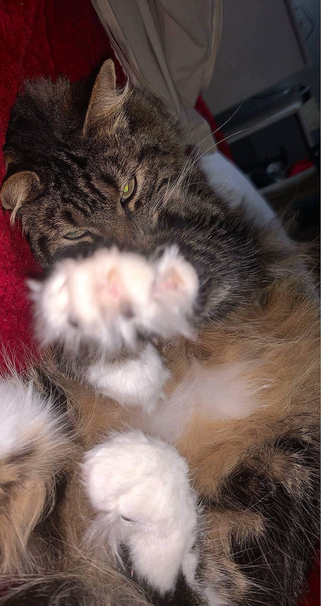 Oggy a rejoint le concours — aidez-le/la à gagner de superbes lots ! carnivore, cat, claw, fawn, felidae, fur, kitten, natural_material, paw, small_to_medium_sized_cats, snout, vertebrate, whiskers