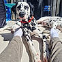 Oats joined the competition — help win amazing prizes! animal, black_and_white, collar, companion, curious, dalmatian, dog, fence, floor, legs, outdoor, pants, patio, pet, relaxed, resting, socks, spots, sunlight, trash_bin