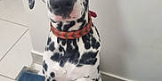 Oats joined the competition — help win amazing prizes! animal, black_spots, blue_rug, close_up, collar, cute, dalmatian, dog, friendship, human_hand, indoor, looking_at_camera, paw, pet, puppy, sitting, tile_floor, trust, wall, white_fur