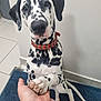 animal, black_spots, blue_rug, close_up, collar, cute, dalmatian, dog, friendship, human_hand, indoor, looking_at_camera, paw, pet, puppy, sitting, tile_floor, trust, wall, white_fur