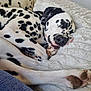 Oats is registered to the contest to win money with this photo: animal, black_and_white, blanket, comfort, companion, cozy, cute, cute_animals, dalmatian, dog, fur, indoor, paw, peaceful, pets, relaxation, resting, sleeping, snuggle, spot