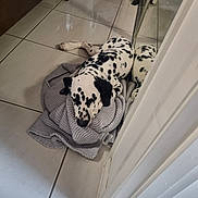 Oats joined the competition — help win amazing prizes! animal, black_and_white, blanket, canine, cozy, dalmatian, dog, floor, indoor, knitted_blanket, mirror, pet, puppy, quiet, reflection, relaxing, resting, sleeping, spots, tile_floor