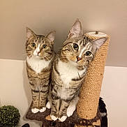 Severus participe au concours pour gagner de l'argent avec cette photo : abyssinian, animal, armchair, cat, chair, couch, egyptiancat, furniture, kitten, manx, ocelot, pet, plant, plywood, siamese, wood