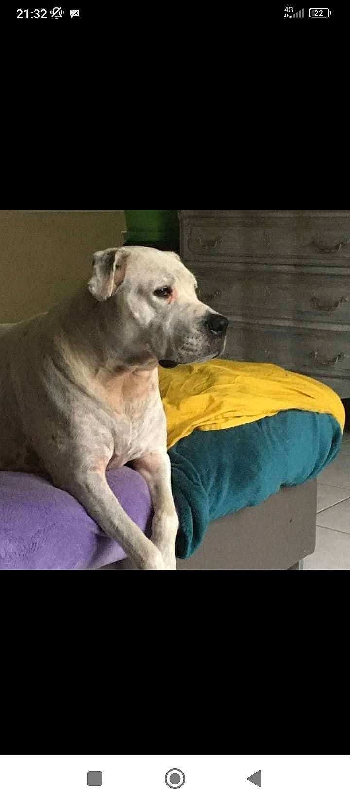 Mylla participe au concours pour gagner de l'argent avec cette photo : canidae, carnivore, collar, comfort, companion_dog, dog, dog_breed, dog_collar, fawn, guard_dog, non_sporting_group, snout, sporting_group, tail, terrestrial_animal, whiskers, working_animal, working_dog