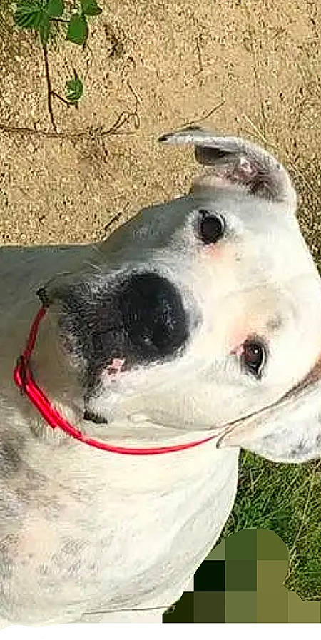 Mylla participe au concours pour gagner de l'argent avec cette photo : art, canidae, carnivore, collar, companion_dog, dog, dog_breed, dog_collar, fang, fur, hunting_dog, jaw, non_sporting_group, pet_supply, snout, sporting_group, terrestrial_animal, whiskers, working_animal, working_dog