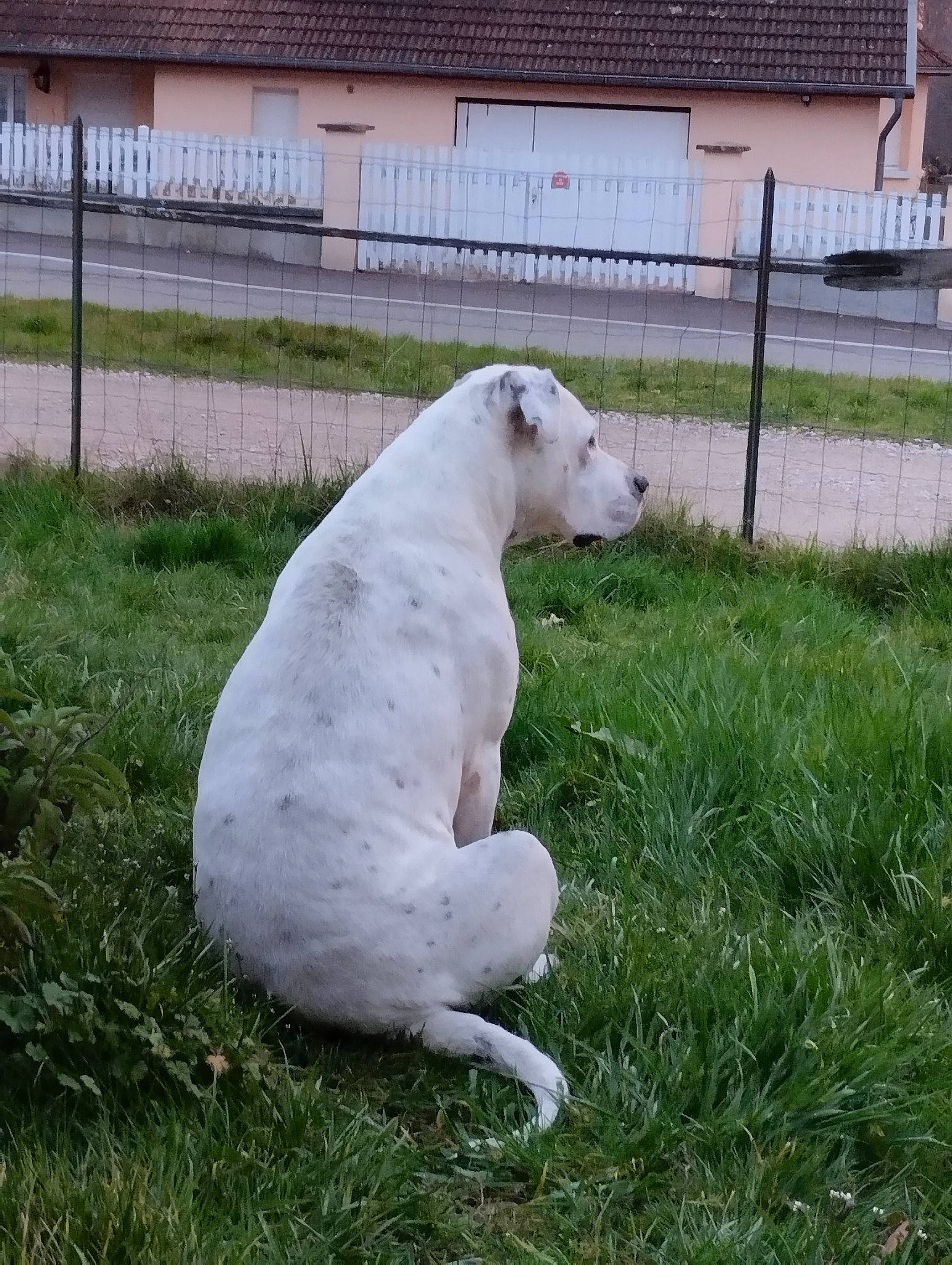 Mylla participe au concours pour gagner de l'argent avec cette photo : building, canidae, carnivore, companion_dog, dog, dog_breed, fence, grass, grassland, home_fencing, non_sporting_group, plant, snout, sporting_group, tail, terrestrial_animal, working_animal