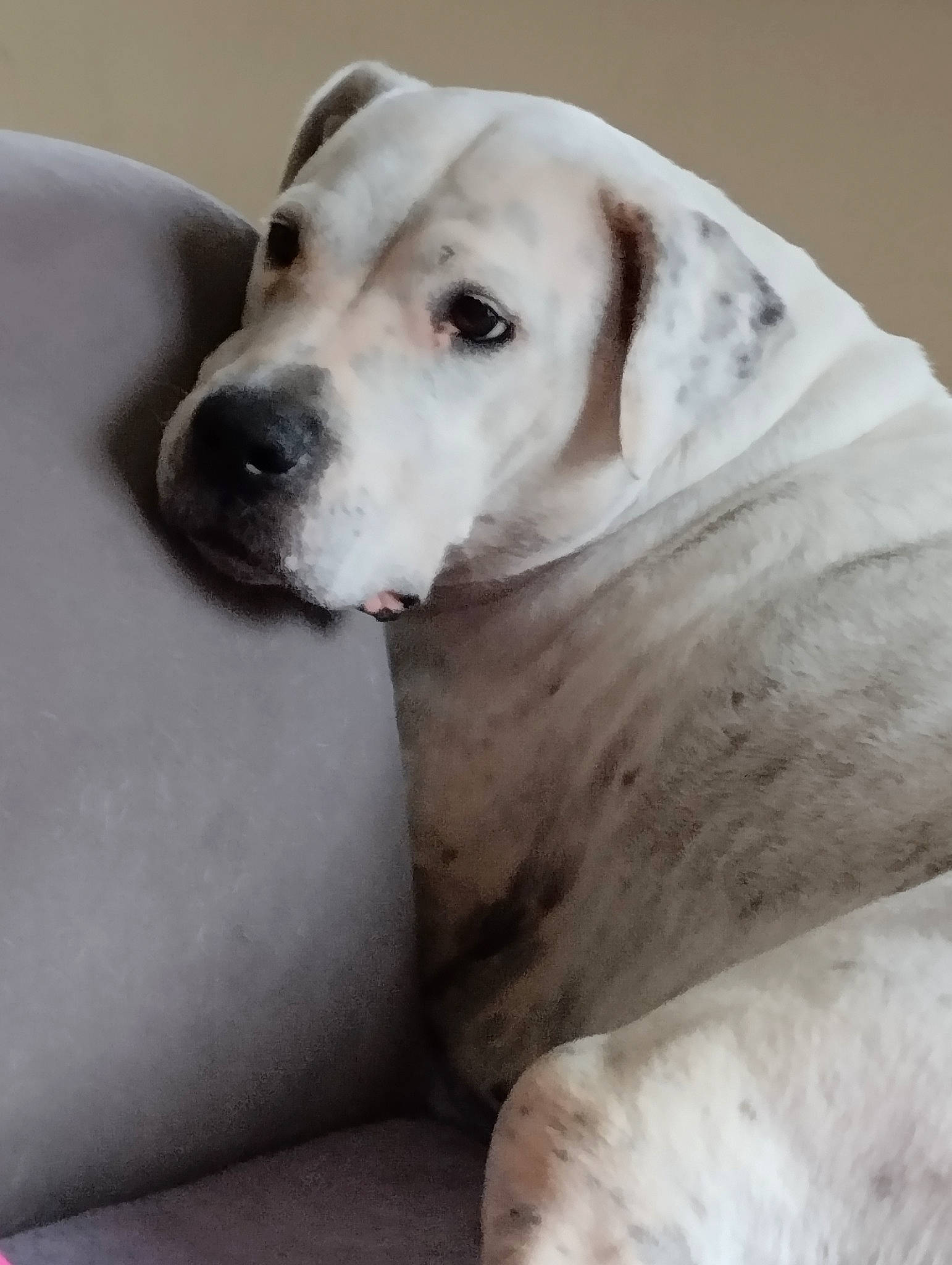 Mylla participe au concours pour gagner de l'argent avec cette photo : canidae, carnivore, companion_dog, dog, dog_breed, ear, fawn, fur, monochrome_photography, non_sporting_group, sitting, snout, sporting_group, whiskers, working_animal