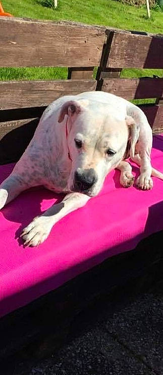 Mylla a rejoint le concours — aidez-le/la à gagner de superbes lots ! canidae, carnivore, comfort, companion_dog, dog, dog_breed, dog_supply, fawn, magenta, non_sporting_group, pet_supply, pink, plant, sporting_group, working_animal